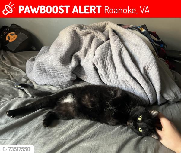 Lost Female Cat last seen Donagale, coachman, and greggin, Roanoke, VA 24012