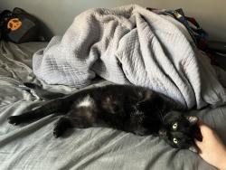 Lost Female Cat last seen Donagale, coachman, and greggin, Roanoke, VA 24012