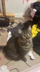 Lost Male Cat last seen Near grenfell ave Taylor, Taylor, ACT 2913