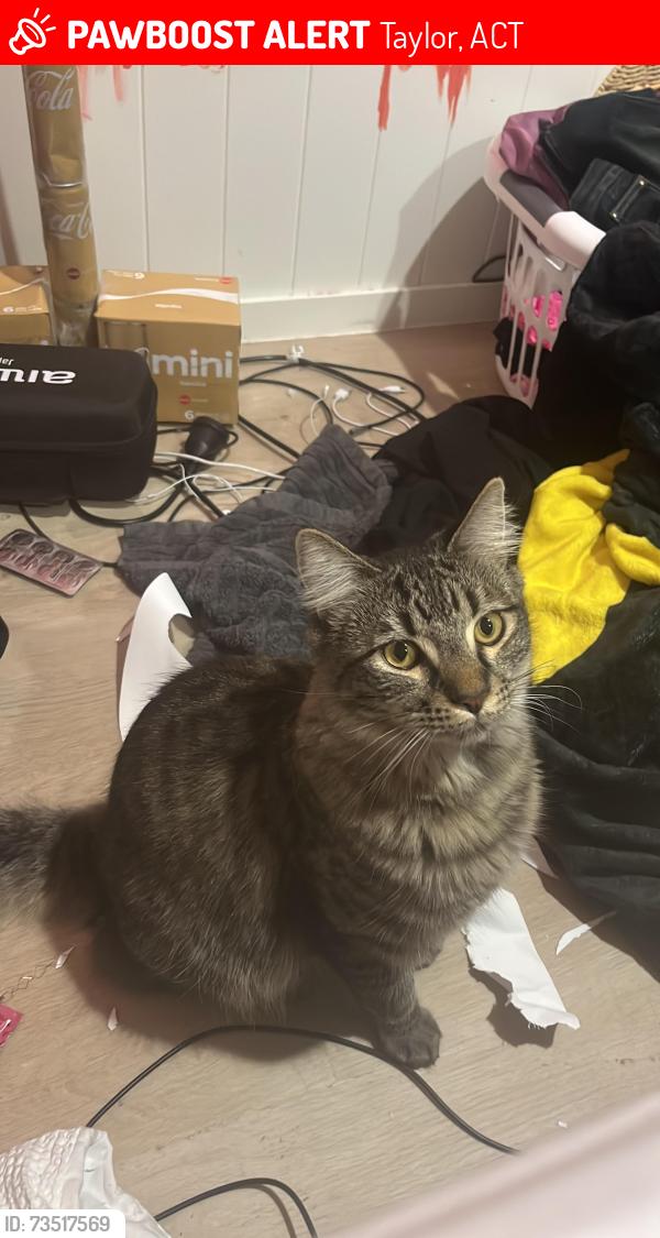 Lost Male Cat last seen Near grenfell ave Taylor, Taylor, ACT 2913