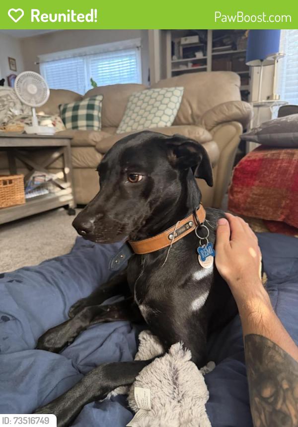 Reunited Female Dog last seen Date Street and Redwood Ave, Brea, CA 92821