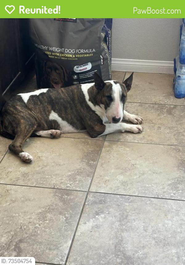 Reunited Female Dog last seen Walnut and tropical, North Las Vegas, NV 89081