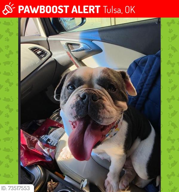 Lost Female Dog last seen North star academy, Tulsa, OK 74106