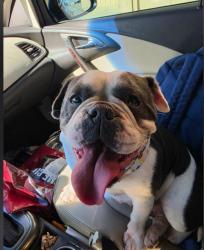 Lost Female Dog last seen North star academy, Tulsa, OK 74106