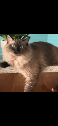 Lost Female Cat last seen San Marcelo Blvd., Brownsville, TX 78526