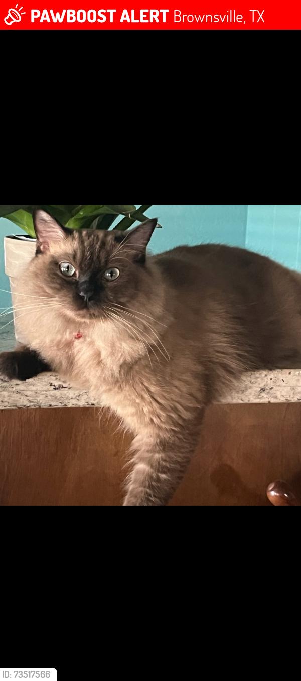 Lost Female Cat last seen San Marcelo Blvd., Brownsville, TX 78526