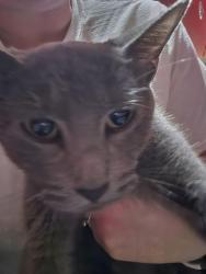Found/Stray Female Cat last seen Emeline Drive, Columbus, OH 43204