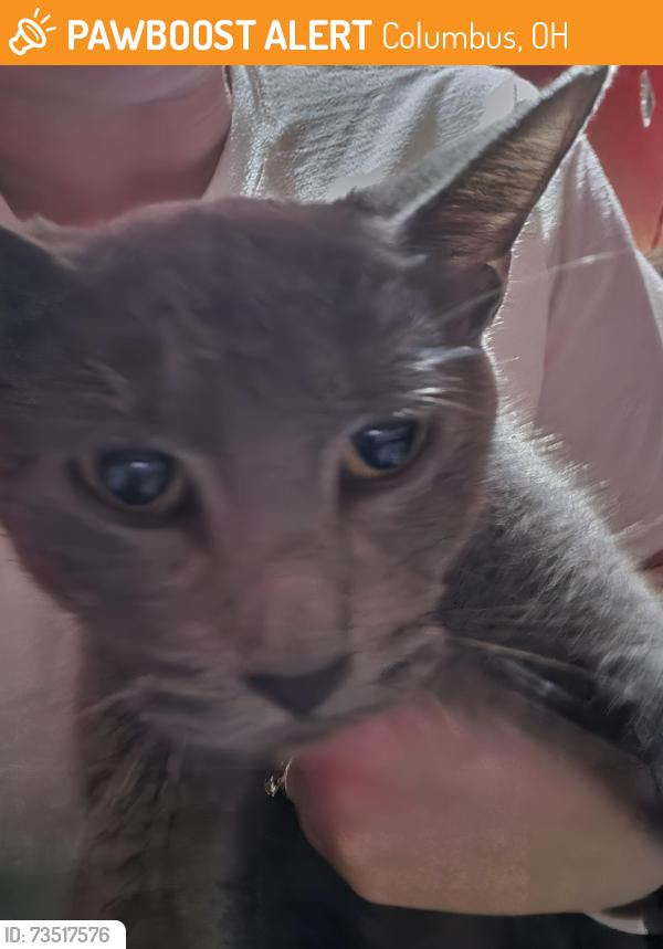 Found/Stray Female Cat last seen Emeline Drive, Columbus, OH 43204