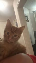 Reunited Female Cat last seen Shoppers world, Brampton, ON L6Y 4M5
