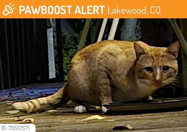 Found/Stray Unknown Cat last seen 24th Avenue and Reed Street, Lakewood, Lakewood, CO 80214