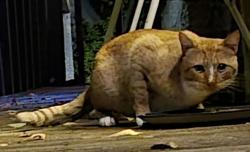 Found/Stray Unknown Cat last seen 24th Avenue and Reed Street, Lakewood, Lakewood, CO 80214