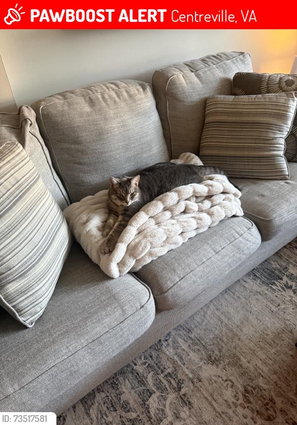 Lost Male Cat last seen Giant on stone rd, Centreville, VA 20120