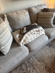 Lost Male Cat last seen Giant on stone rd, Centreville, VA 20120