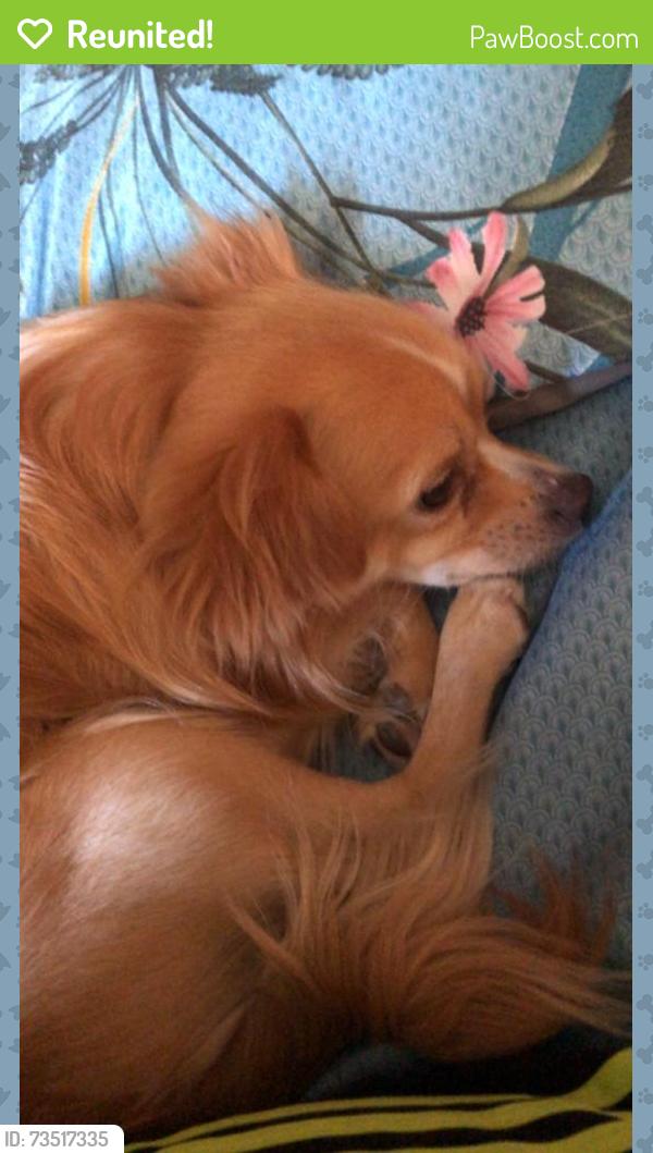 Reunited Male Dog last seen Mount Pleasant, Roanoke, VA 24014