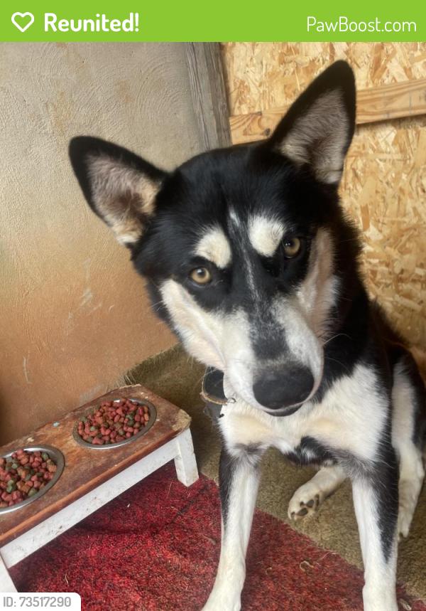 Reunited Female Dog last seen Mount pleasant, Roanoke, VA 24014
