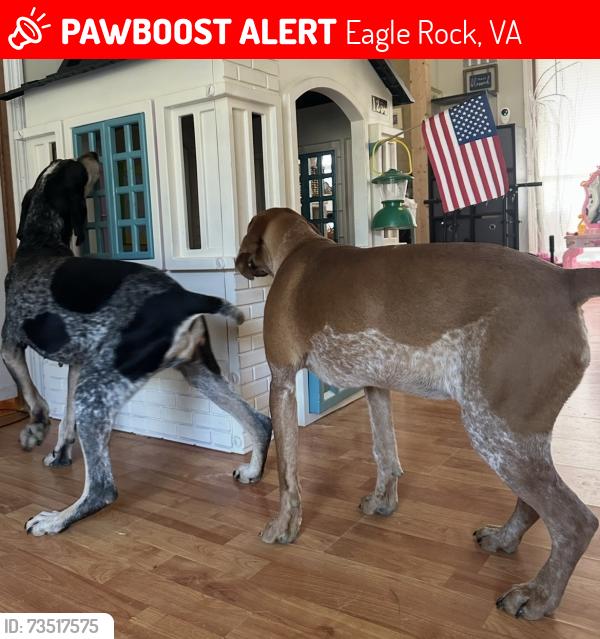 Lost Female Dog last seen Methodist church, Eagle Rock, VA 24085