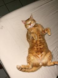 Lost Male Cat last seen Cond. Vistas del Rio, Guaynabo, Bayamón 00969