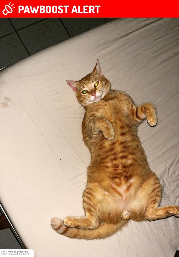 Lost Male Cat last seen Cond. Vistas del Rio, Guaynabo, Bayamón 00969
