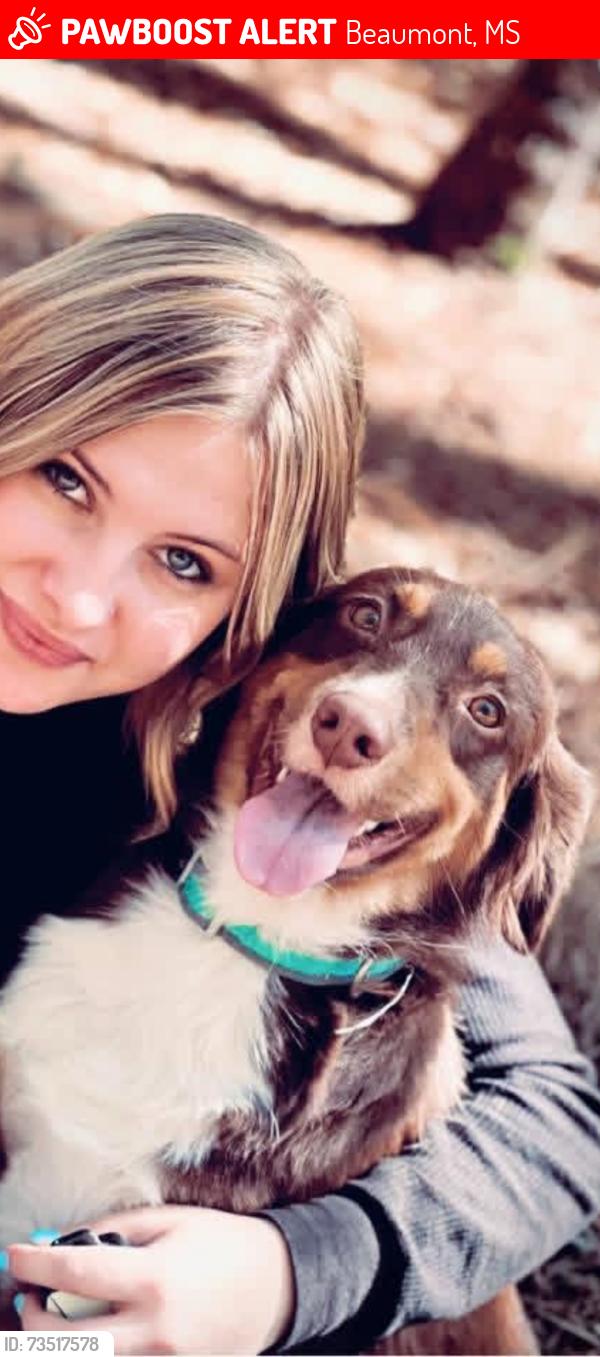 Lost Female Dog last seen Circle k Beaumont ms, Beaumont, MS 39423