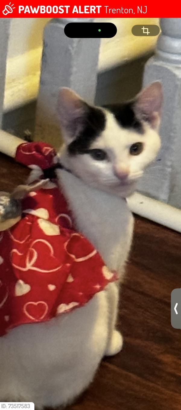 Lost Female Cat last seen Near chesnut ave Trenton New Jersey, Trenton, NJ 08611