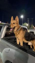 Found/Stray Male Dog last seen Found at Taco Bell drive through coming from hunt lane onto potranco road, San Antonio, TX 78251