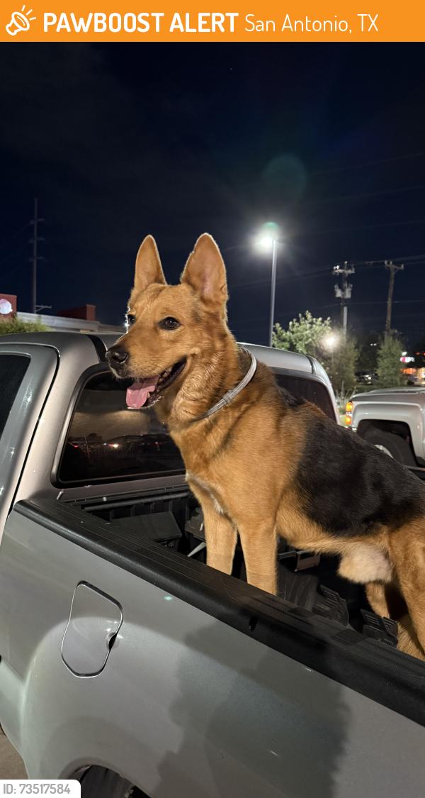 Found/Stray Male Dog last seen Found at Taco Bell drive through coming from hunt lane onto potranco road, San Antonio, TX 78251