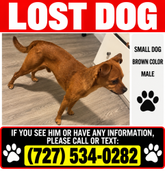 Reunited Male Dog last seen Near Barrington ln port Richey, Port Richey, FL 34668