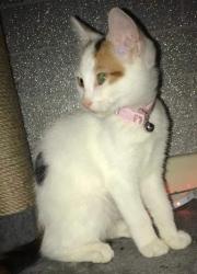 Reunited Female Cat last seen Marston Green, Marston Green, England 