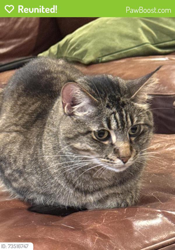 Reunited Male Cat last seen Oak Canyon Place, Escondido, CA 92025