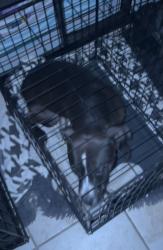 Found/Stray Female Dog last seen Waterstone and empresario, San Antonio, TX 78245