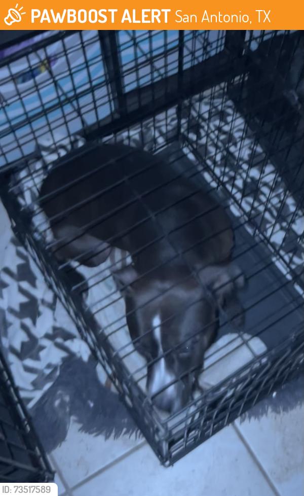 Found/Stray Female Dog last seen Waterstone and empresario, San Antonio, TX 78245