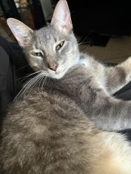 Lost Male Cat last seen Vallejo St and Van Ness Ave, San Francisco, CA 94109
