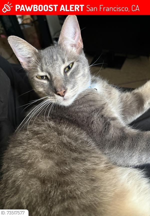 Lost Male Cat last seen Vallejo St and Van Ness Ave, San Francisco, CA 94109