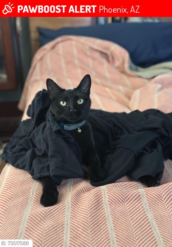 Lost Female Cat last seen 24th St and Clarendon Ave, Phoenix, AZ 85016, Phoenix, AZ 85016