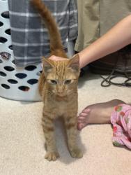 Found/Stray Unknown Cat last seen Laburnum & Summerwood Circle, Ashburn, Ashburn, VA 20147