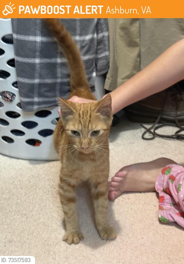 Found/Stray Unknown Cat last seen Laburnum & Summerwood Circle, Ashburn, Ashburn, VA 20147