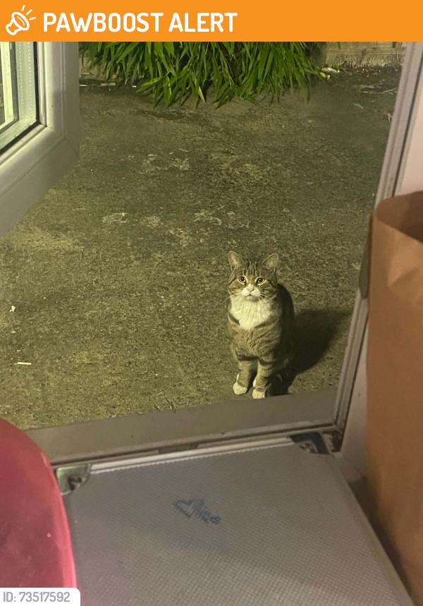 Found/Stray Male Cat last seen Marston Green, Marston Green, England 