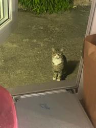 Found/Stray Male Cat last seen Marston Green, Marston Green, England 