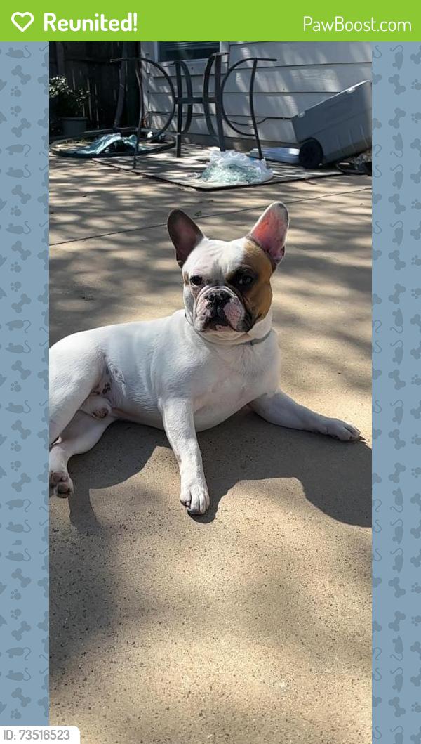 Reunited Male Dog last seen Near raleigh dr, Fort Worth, tx, Fort Worth, TX 76123