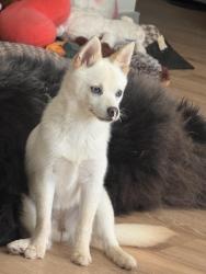 Reunited Female Dog last seen Near Extra Space Storage on Crocket behind Trulo Homes in Bentonville, Bentonville, AR 72712