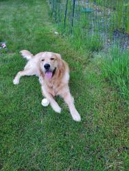 Lost Male Dog last seen Winter foe trail, Lorain, OH 44053
