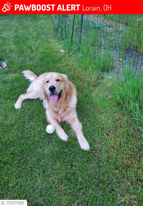 Lost Male Dog last seen Winter foe trail, Lorain, OH 44053
