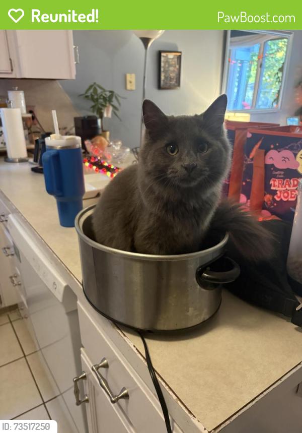 Reunited Male Cat last seen Hagadorn and Haslett, East Lansing, MI 48823