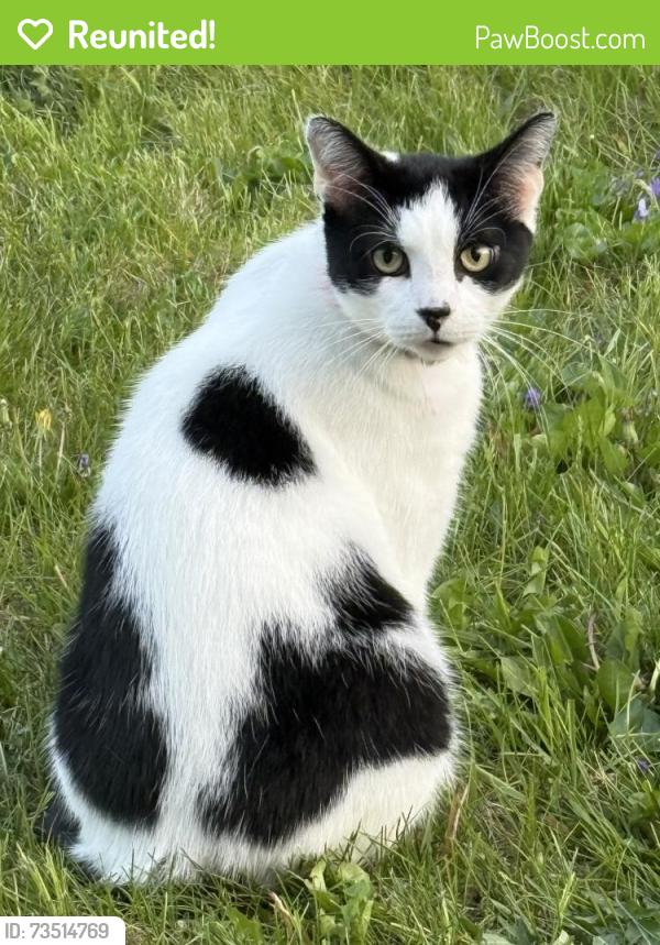 Reunited Male Cat last seen Ferndale/Hazel Park, south of 9 mile, Ferndale, MI 48220