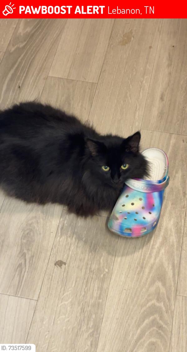 Lost Male Cat last seen Lebanon high school, Lebanon, TN 37087