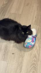 Lost Male Cat last seen Lebanon high school, Lebanon, TN 37087