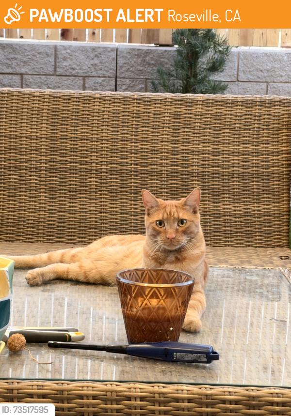 Found/Stray Unknown Cat last seen Reed rd and Sunset Blvd, Roseville, CA 95747