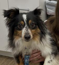 Lost Female Dog last seen Winchester Road, Memphis, TN 38125