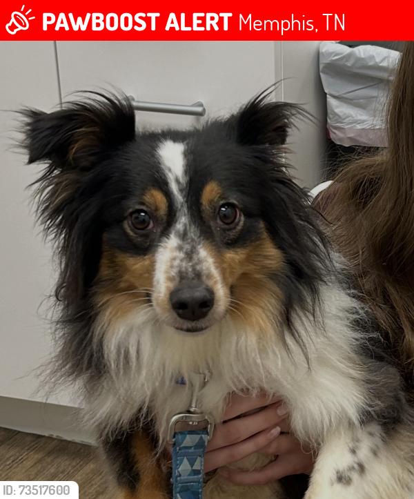 Lost Female Dog last seen Winchester Road, Memphis, TN 38125
