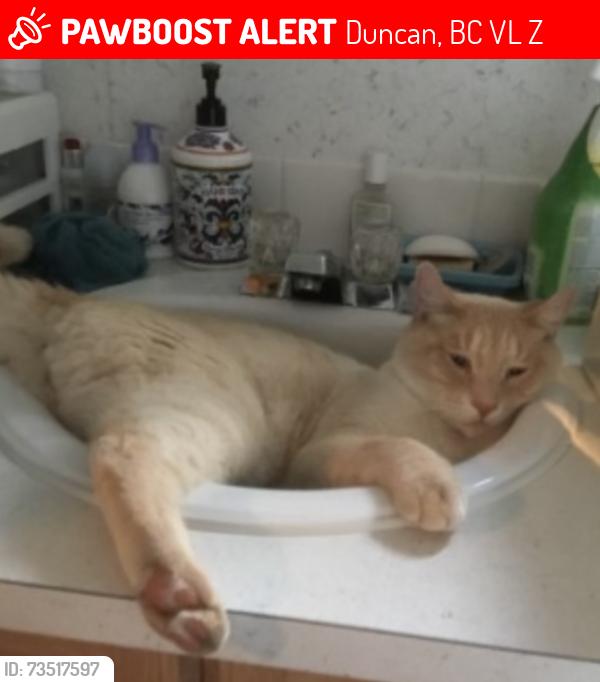 Lost Male Cat last seen Somenos Rd and Mt Prevost Rd, Duncan, BC V9L 5Z5